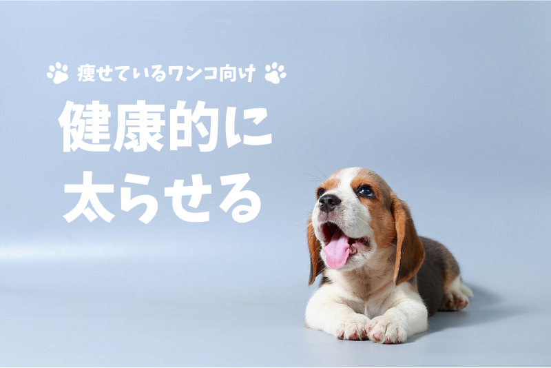 【1ヶ月で0.3kg増】痩せすぎの愛犬を健康的に太らせる方法とおすすめドッグフード