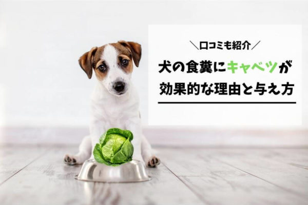 犬の食糞にキャベツが効果的な理由と与え方