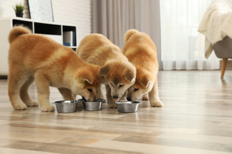 餌を食べる3匹の柴犬