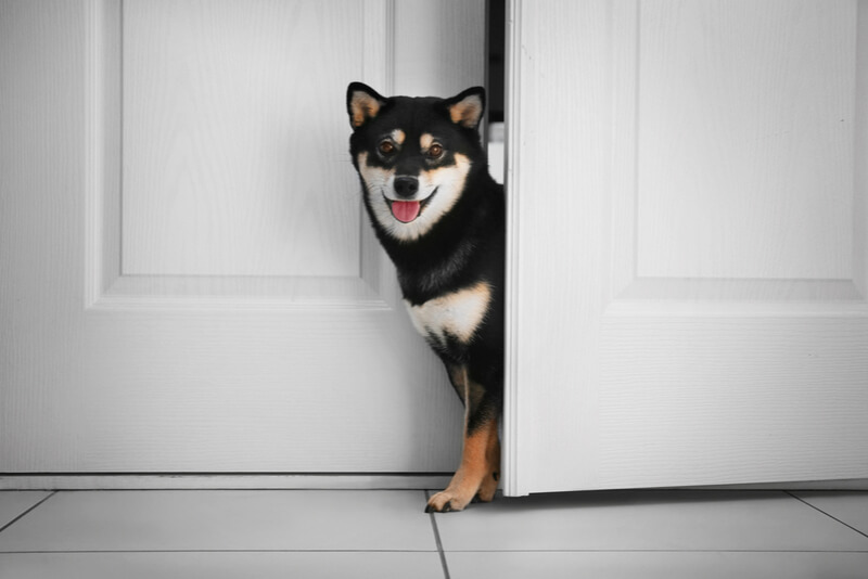 ドアから顔をのぞかせる面白い柴犬