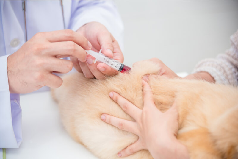 動物病院での犬の血液検査でアレルギーチェック