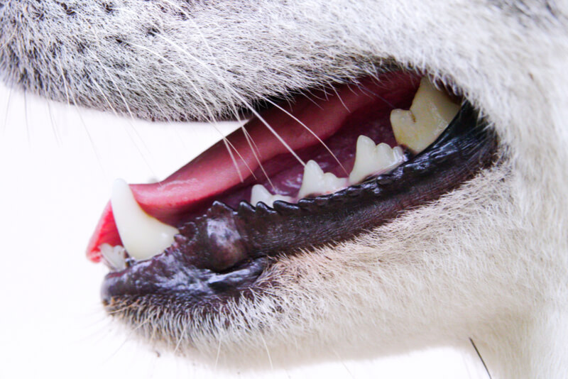 犬の犬歯、口