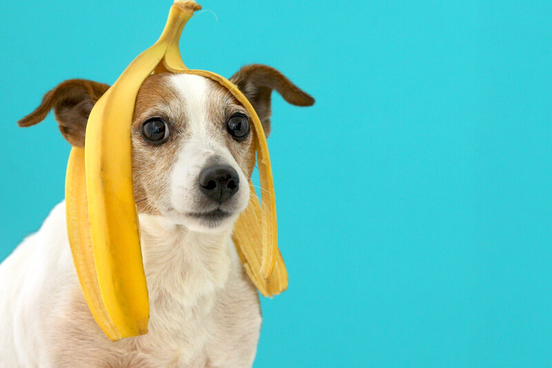 頭にバナナを乗せておとぼける犬