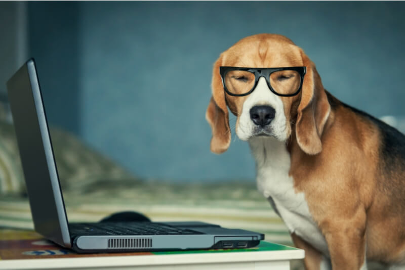 メガネをかけてパソコンの前に座る犬