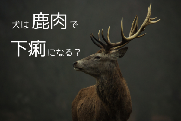 犬は鹿肉で下痢を起こすの？考えられる3つの原因と今すべき対処法