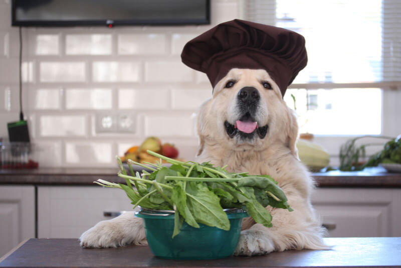 料理を作る犬